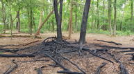 Erneute Feuer im Waldgebiet Dünnwald